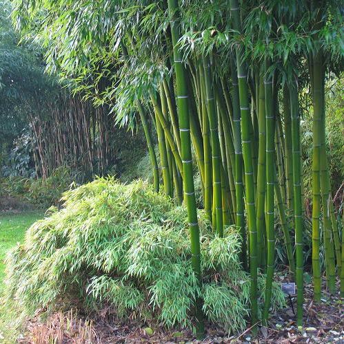 Бамбук - анг. bamboo